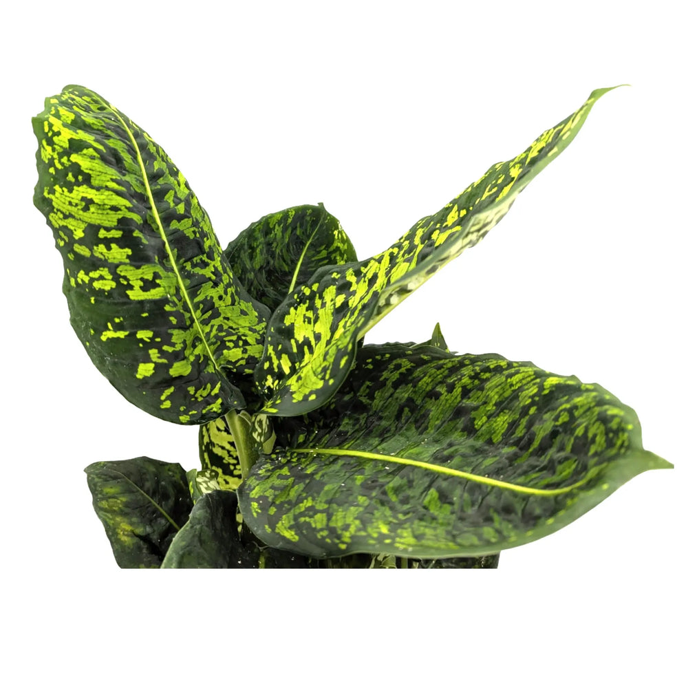 Dieffenbachia Reflector - Dumb Cane_3_main