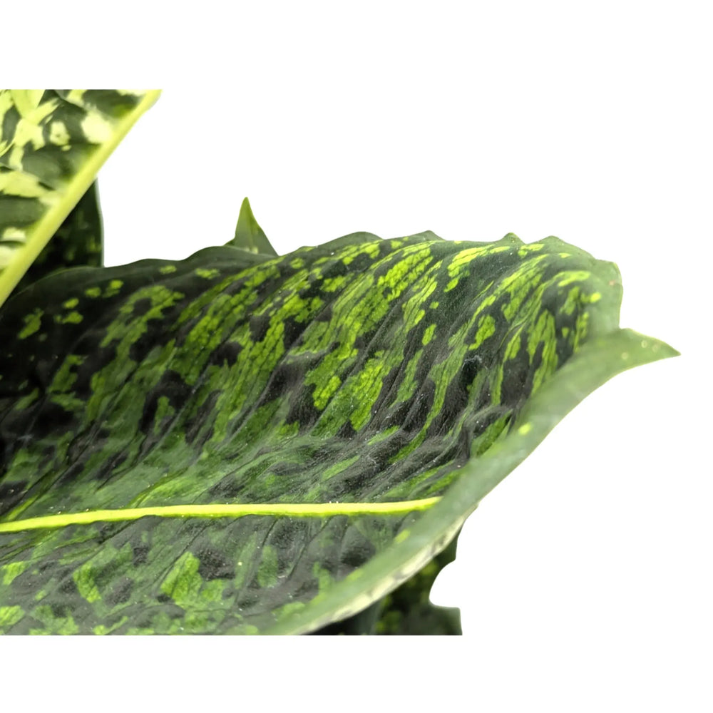Dieffenbachia Reflector - Dumb Cane_4_main