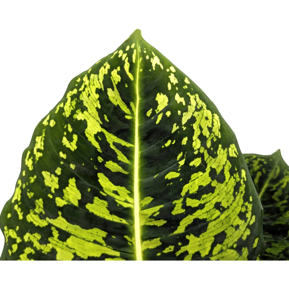 Dieffenbachia Reflector - Dumb Cane_2_main