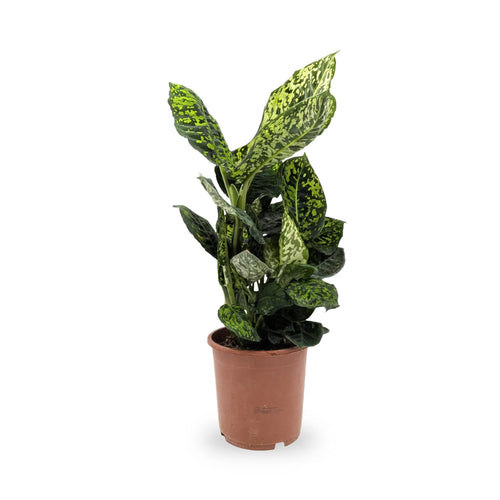 Dieffenbachia Reflector - Dumb Cane Leaf Culture