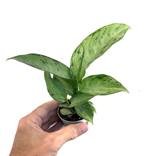 Dieffenbachia Snow | Dumb Cane Leaf Culture