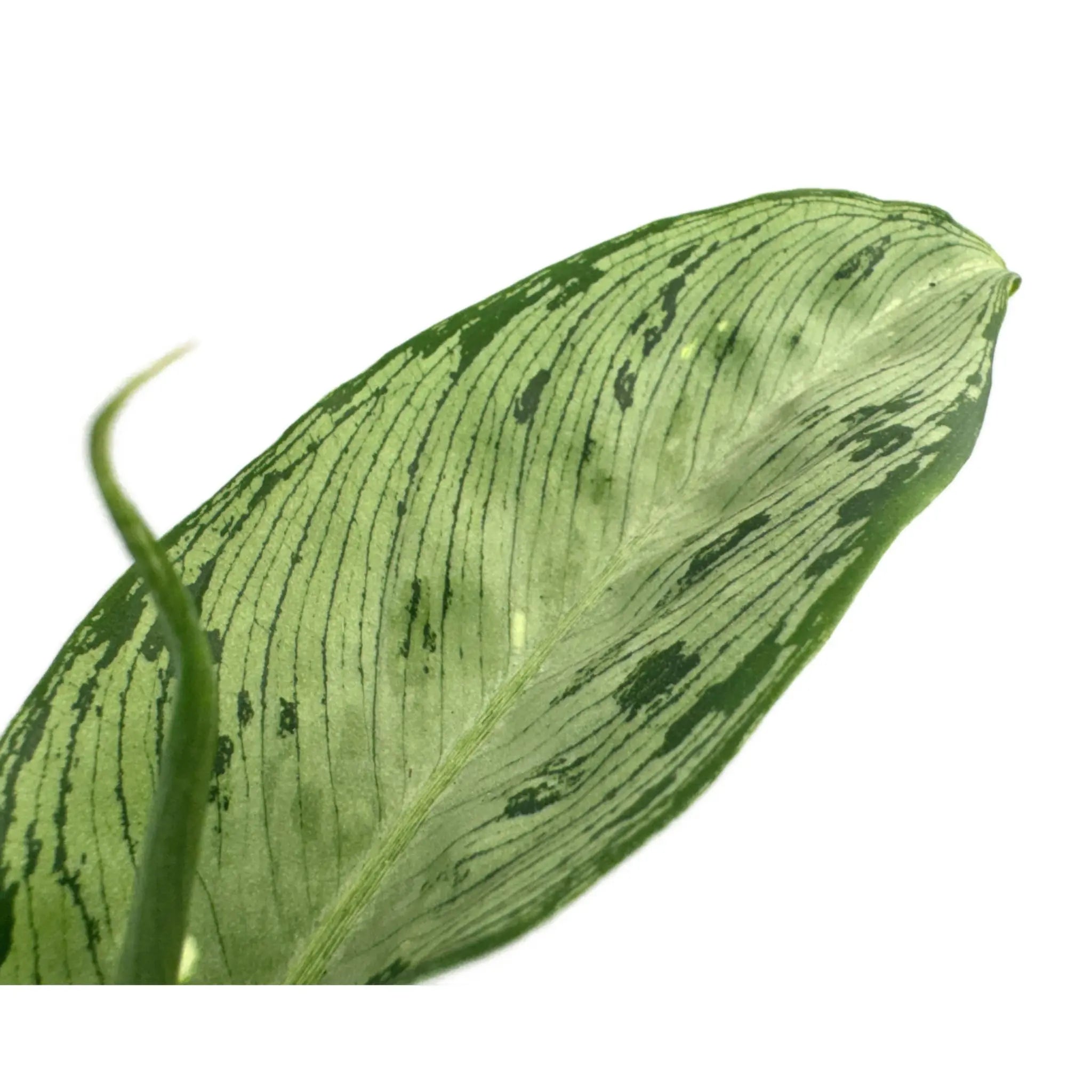 Dieffenbachia Snow | Dumb Cane Leaf Culture