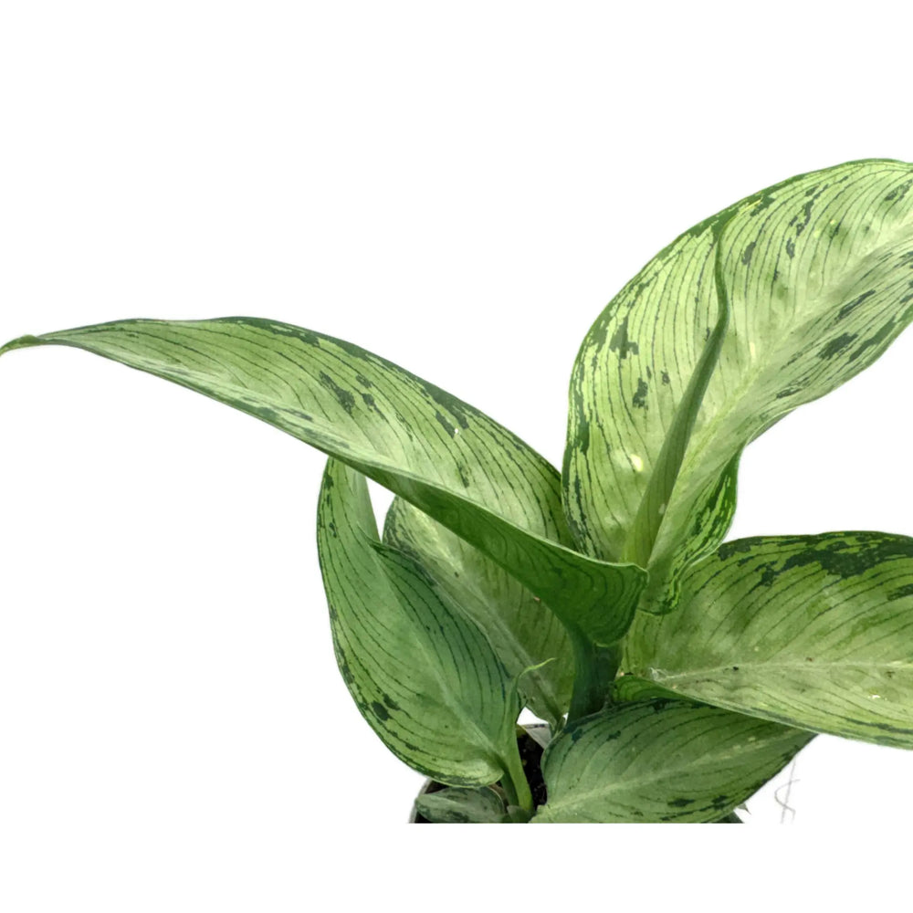 Dieffenbachia Snow | Dumb Cane_3_main
