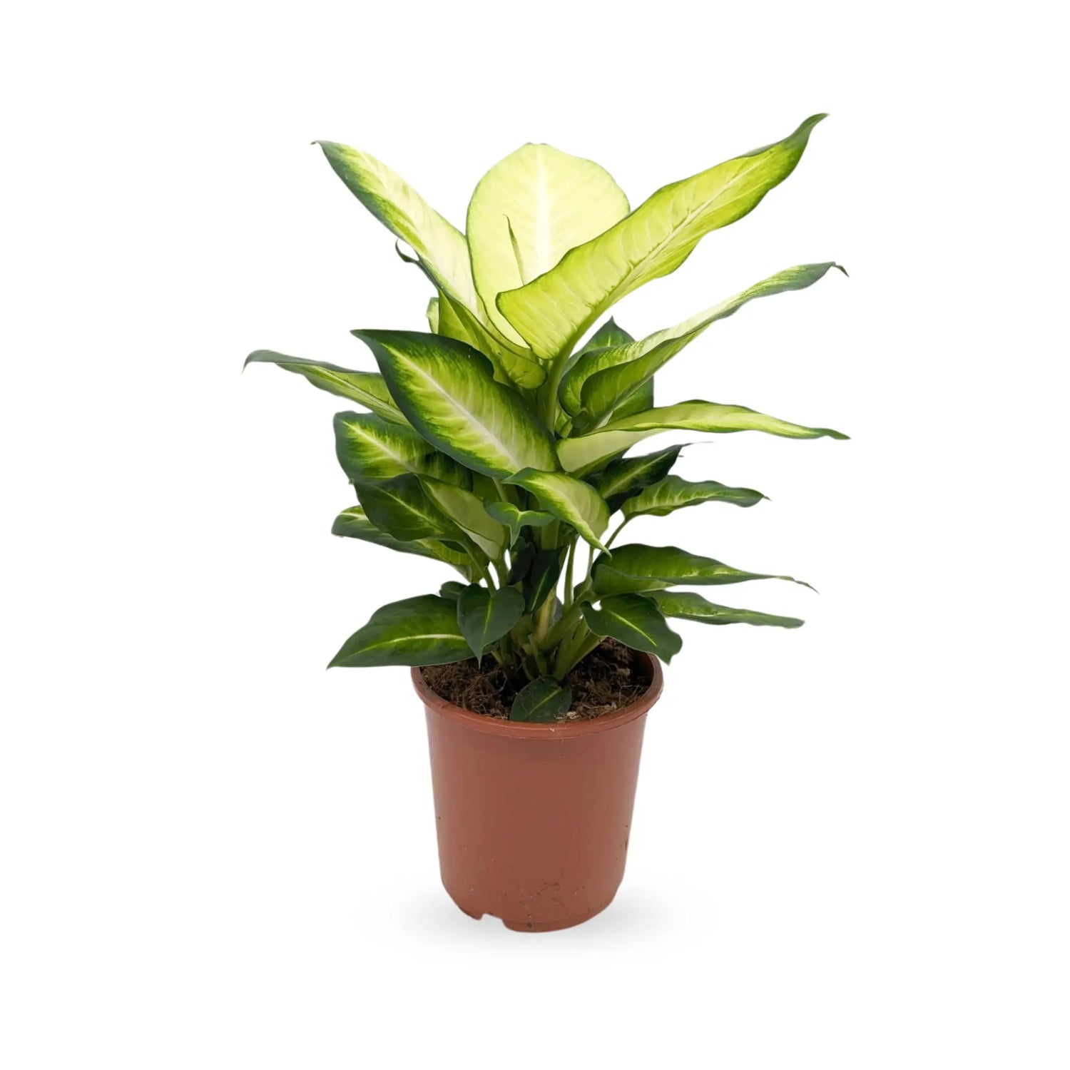 Dieffenbachia Summer Style - Dumb Cane Leaf Culture