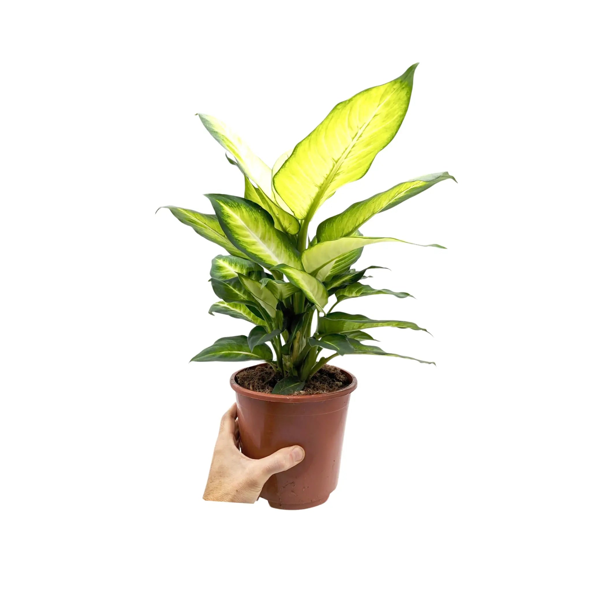 Dieffenbachia Summer Style - Dumb Cane Leaf Culture