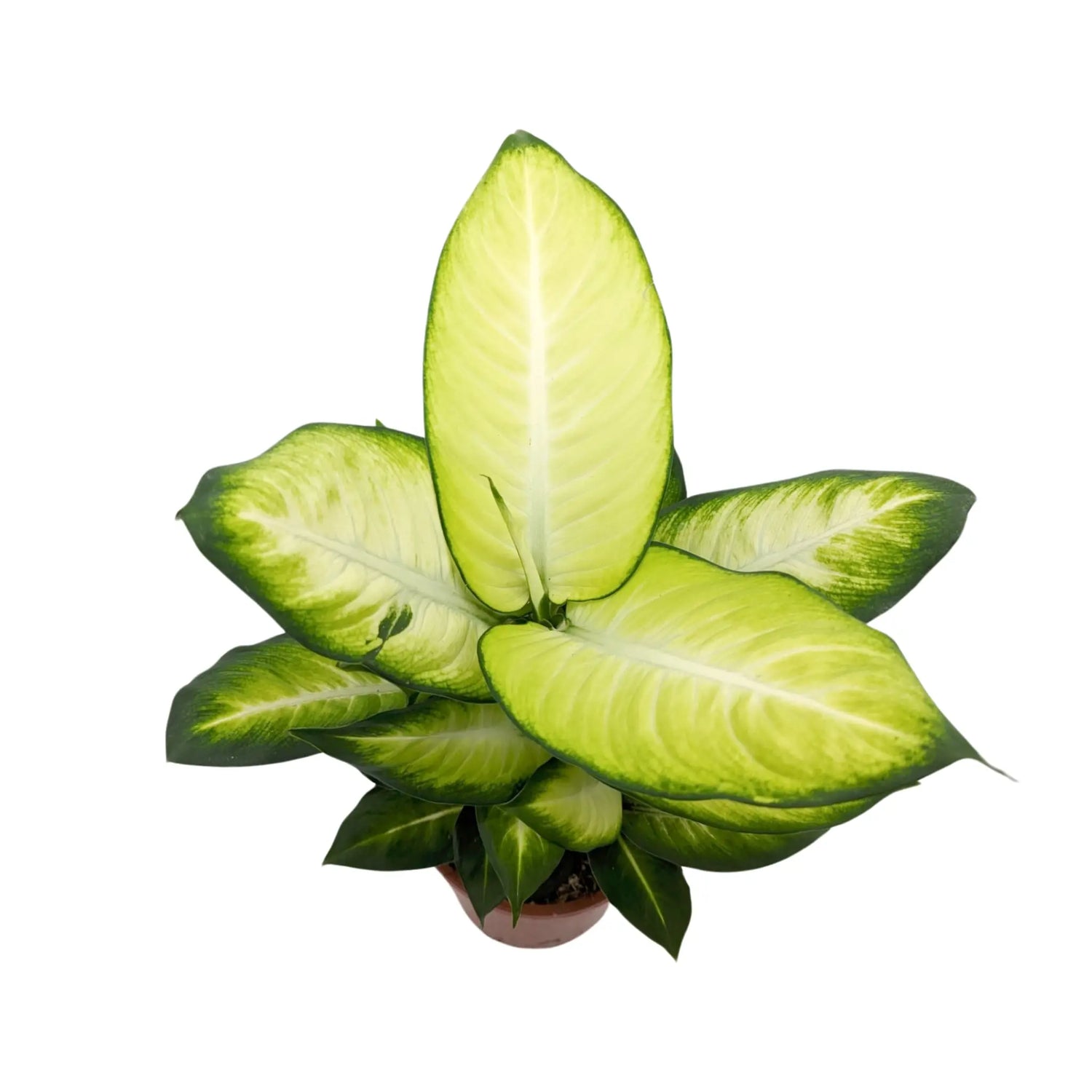 Dieffenbachia Summer Style - Dumb Cane Leaf Culture