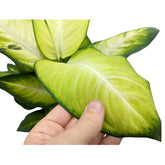 Dieffenbachia Summer Style - Dumb Cane Leaf Culture