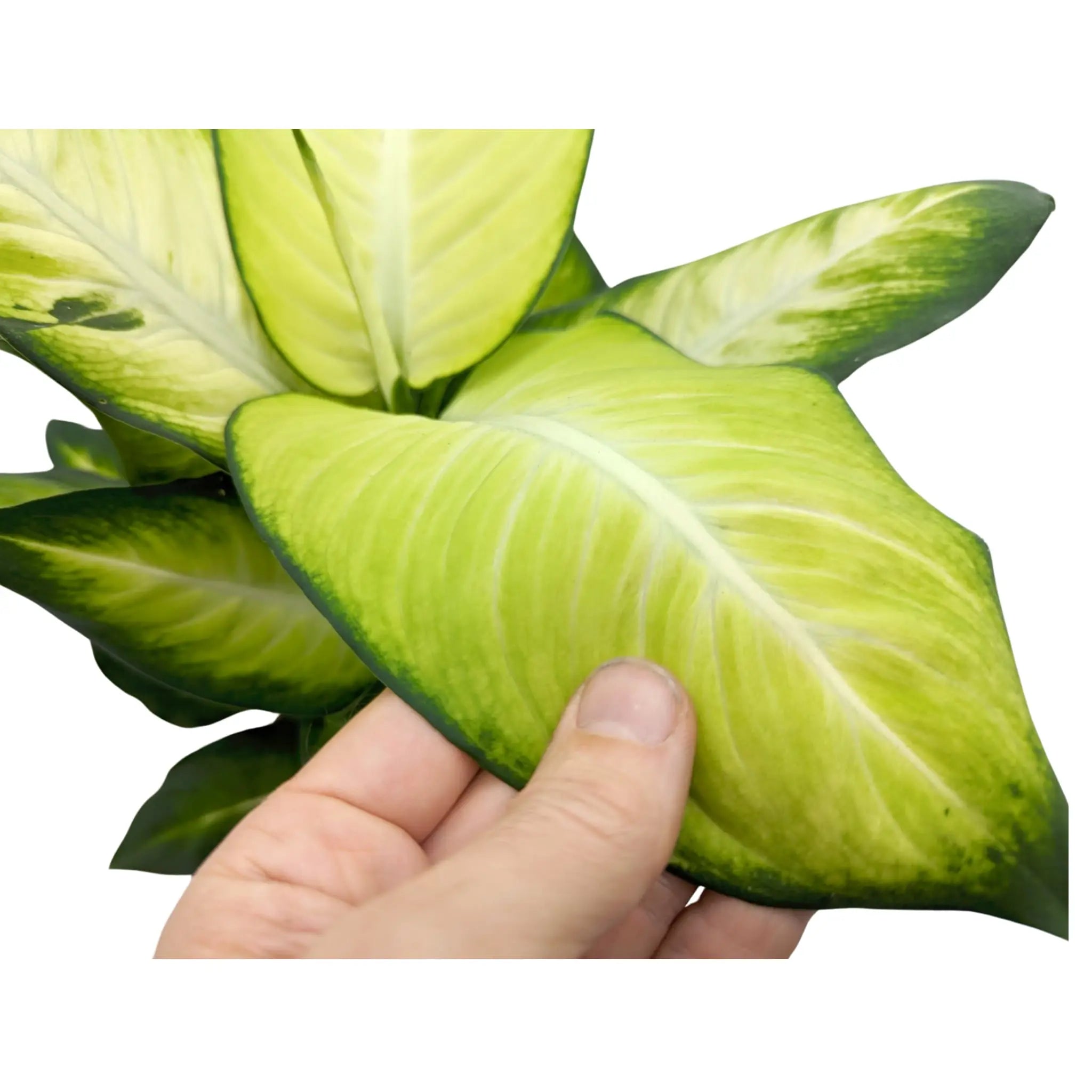Dieffenbachia Summer Style - Dumb Cane Leaf Culture