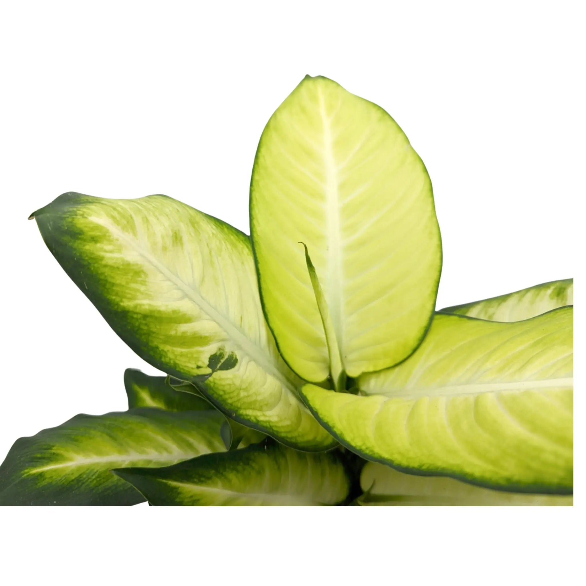 Dieffenbachia Summer Style - Dumb Cane Leaf Culture