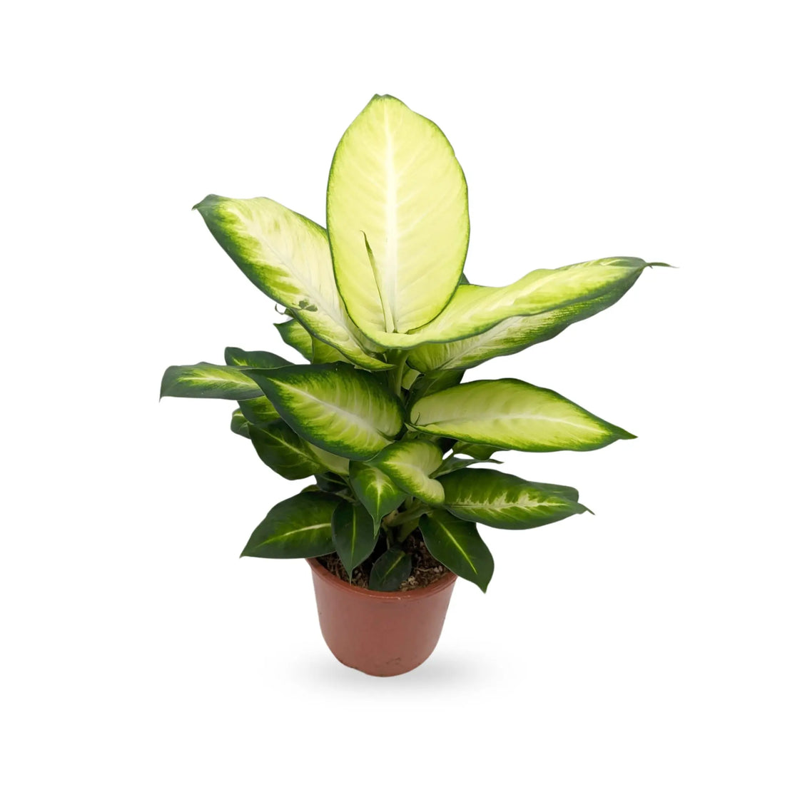 Dieffenbachia Summer Style - Dumb Cane Leaf Culture