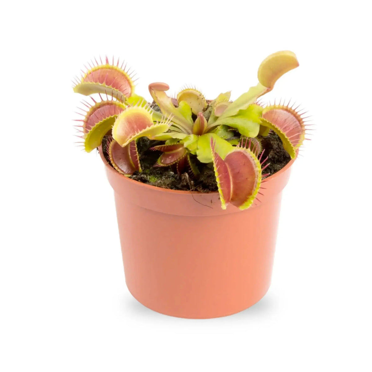 Dionaea Musciplula - Venus Flytrap Leaf Culture