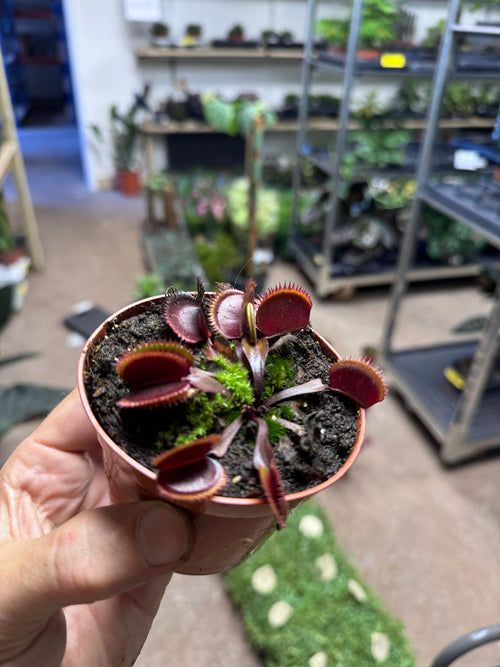 Dionaea Musciplula - Red Pirahanna | Venus Flytrap Leaf Culture
