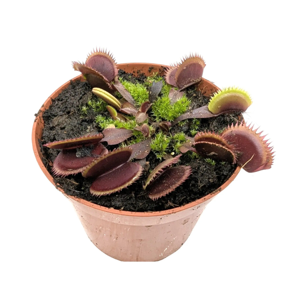 Dionaea Musciplula - Red Pirahanna | Venus Flytrap_5_main