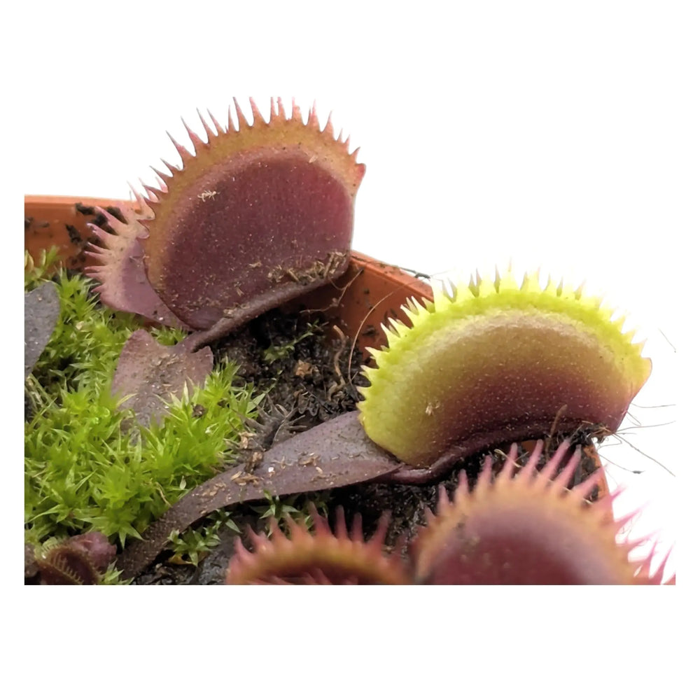 Dionaea Musciplula - Red Pirahanna | Venus Flytrap_2_main