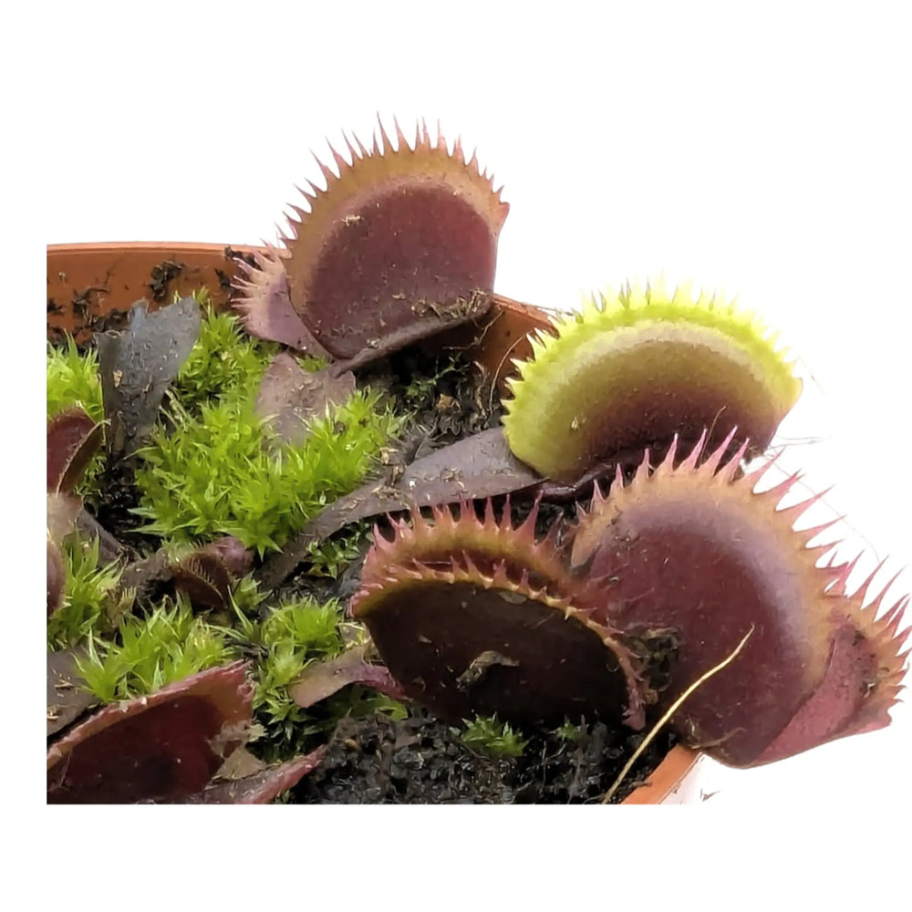 Dionaea Musciplula - Red Pirahanna | Venus Flytrap_3_main