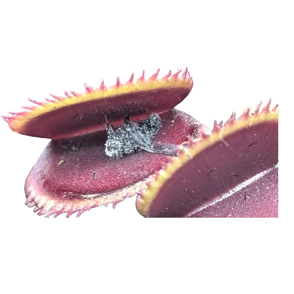 Dionaea Musciplula - Red Pirahanna | Venus Flytrap_4_main