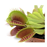 Dionaea Musciplula - Venus Flytrap Leaf Culture