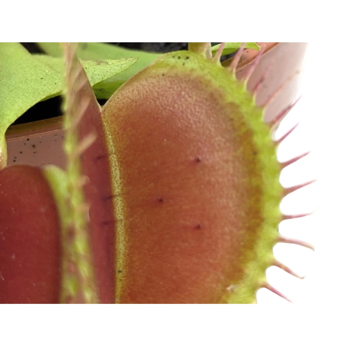 Dionaea Musciplula - Venus Flytrap Leaf Culture