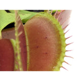 Dionaea Musciplula - Venus Flytrap Leaf Culture