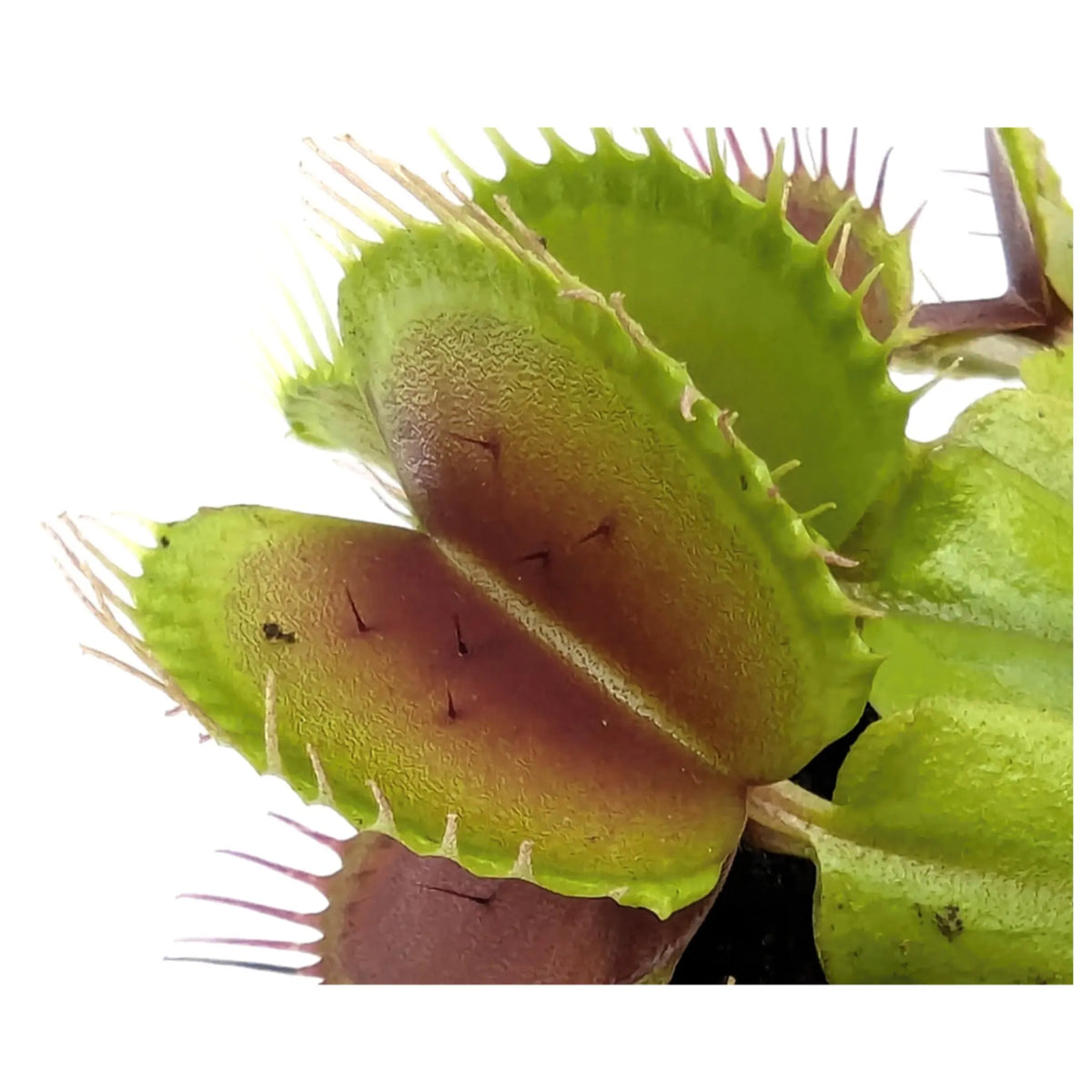 Dionaea Musciplula - Venus Flytrap Leaf Culture