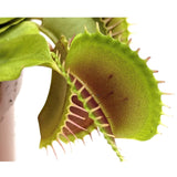 Dionaea Musciplula - Venus Flytrap Leaf Culture