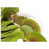 Dionaea Musciplula - Venus Flytrap Leaf Culture
