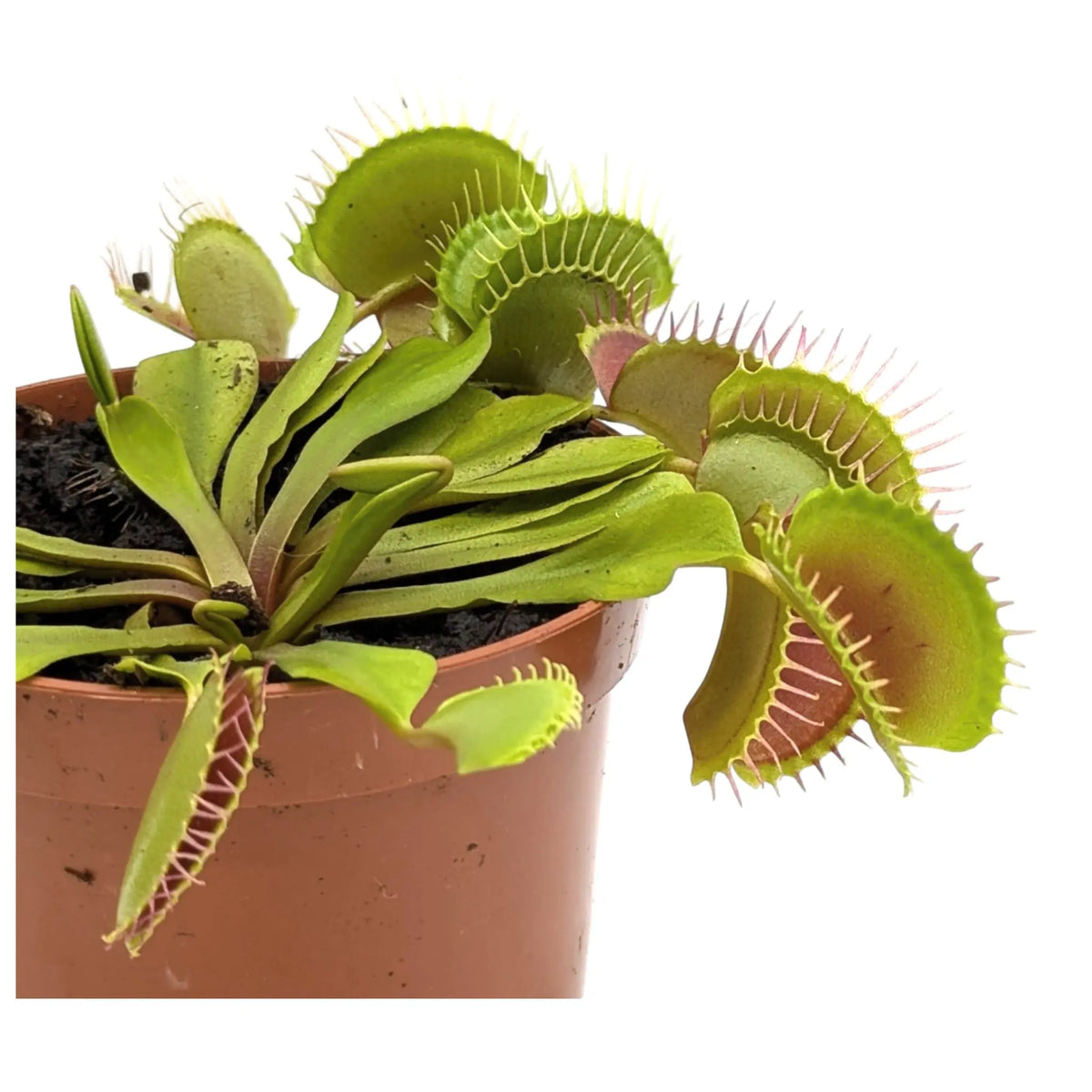Dionaea Musciplula - Venus Flytrap Leaf Culture