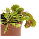 Dionaea Musciplula - Venus Flytrap Leaf Culture
