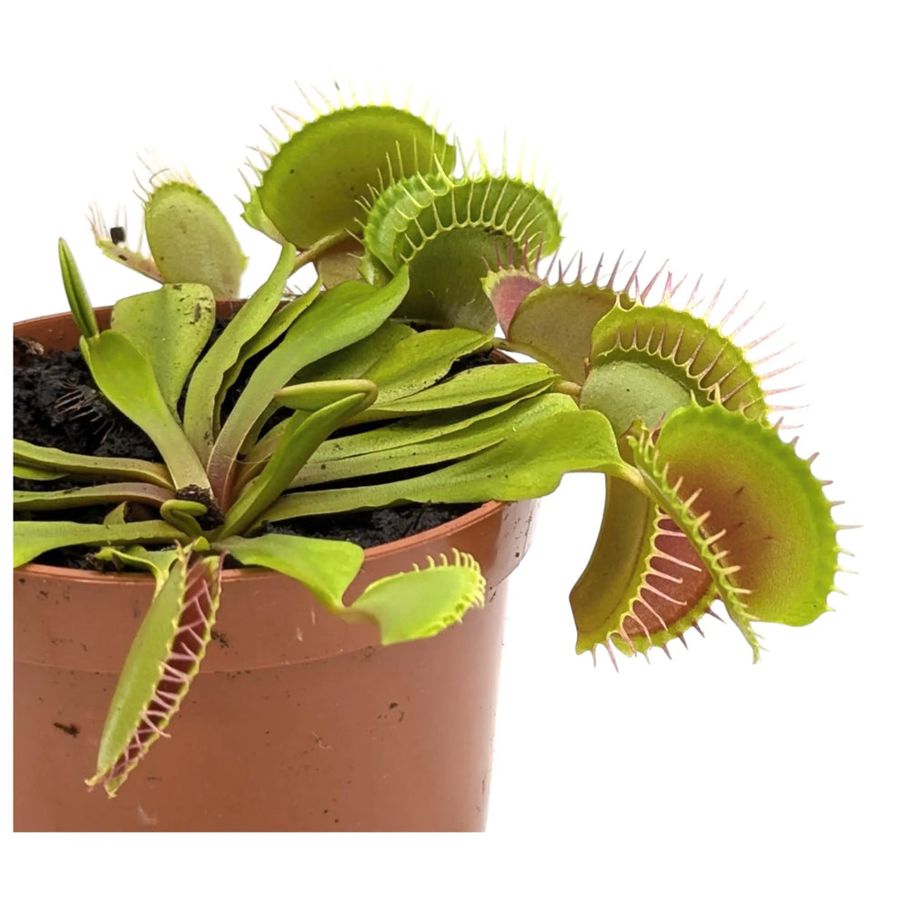 Dionaea Musciplula - Venus Flytrap_7_main