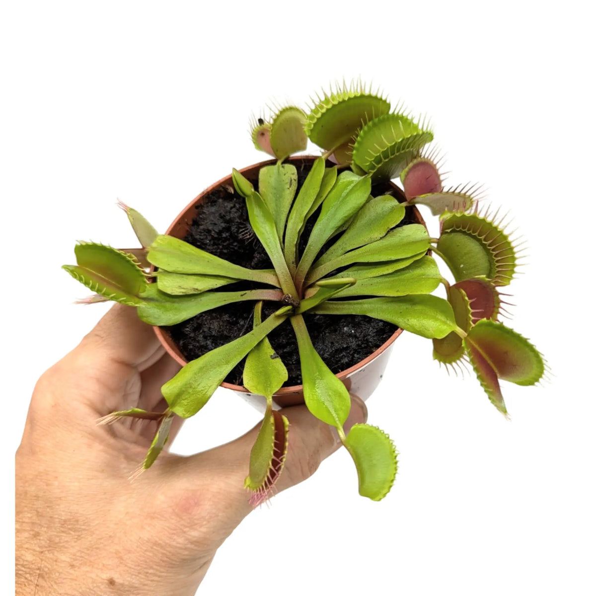 Dionaea Musciplula - Venus Flytrap Leaf Culture