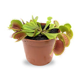 Dionaea Musciplula - Venus Flytrap Leaf Culture