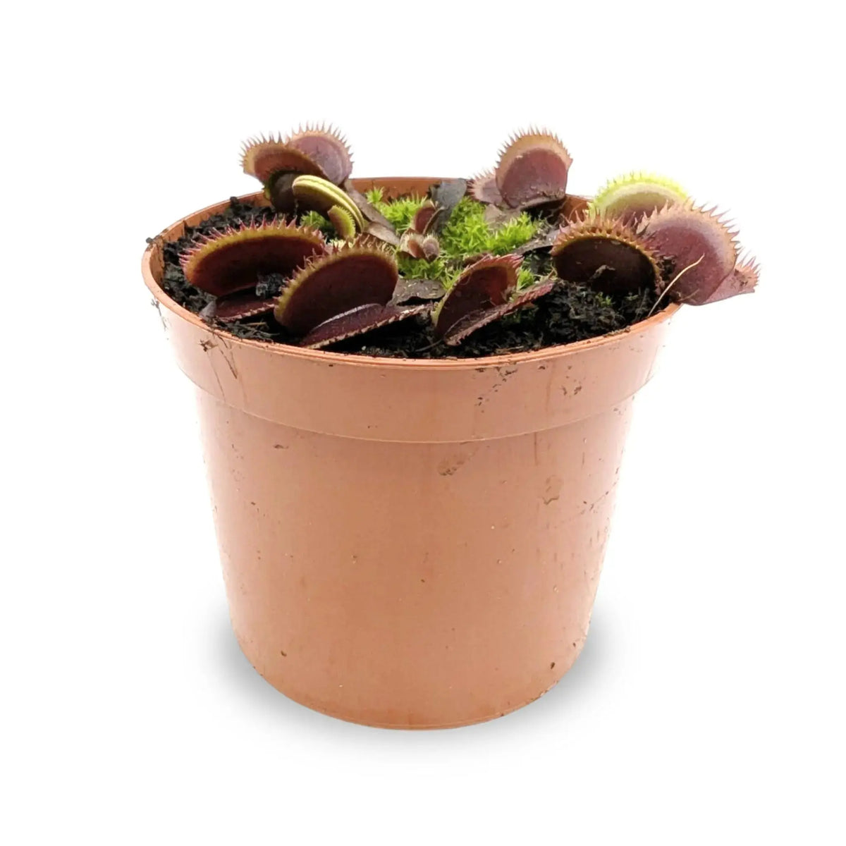 Dionaea Musciplula - Venus Flytrap Leaf Culture