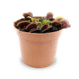 Dionaea Musciplula - Venus Flytrap Leaf Culture