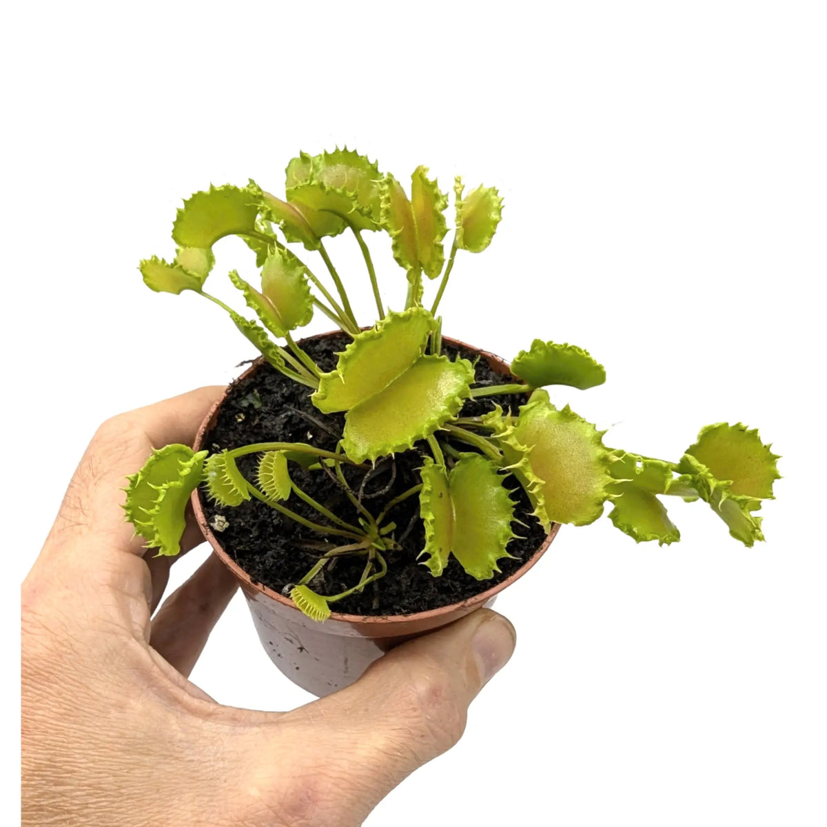 Dionaea Musciplula - Venus Flytrap Leaf Culture