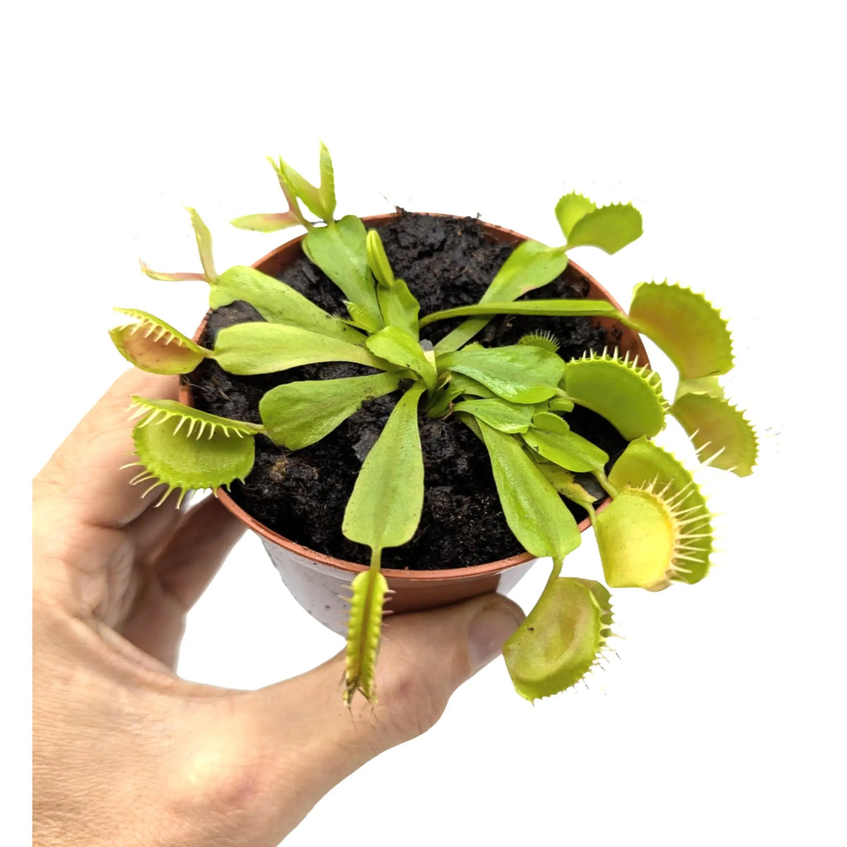 Dionaea Musciplula - Venus Flytrap Leaf Culture
