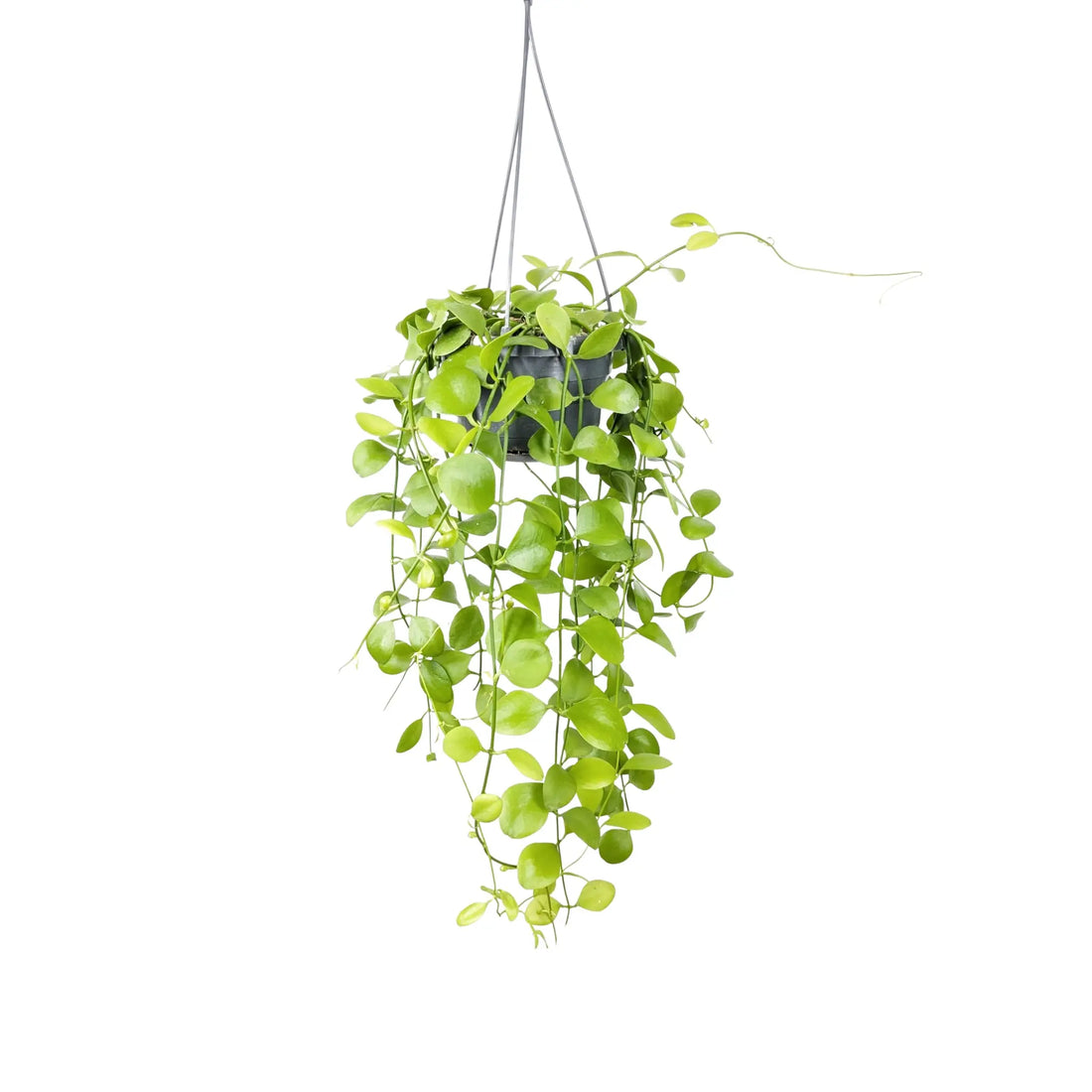 Dischidia Imbricata Hanging House Plant - String of Nickels Leaf Culture