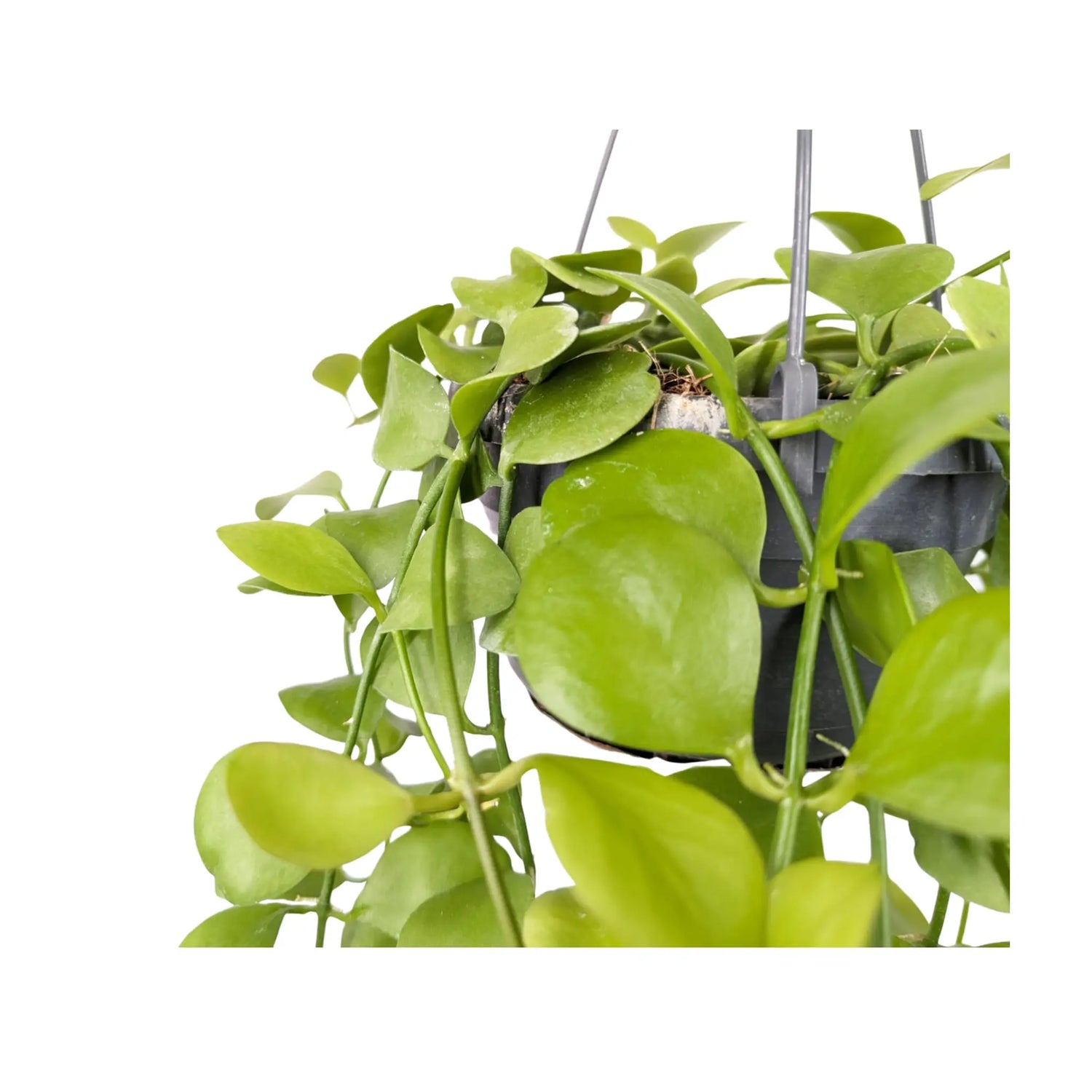 Dischidia Imbricata Hanging House Plant - String of Nickels Leaf Culture
