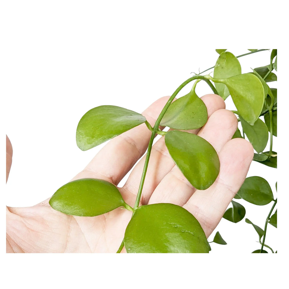 Dischidia Imbricata Hanging House Plant - String of Nickels_5_thumb