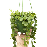 Dischidia nummularia Hanging House Plant - String of Nickels Leaf Culture