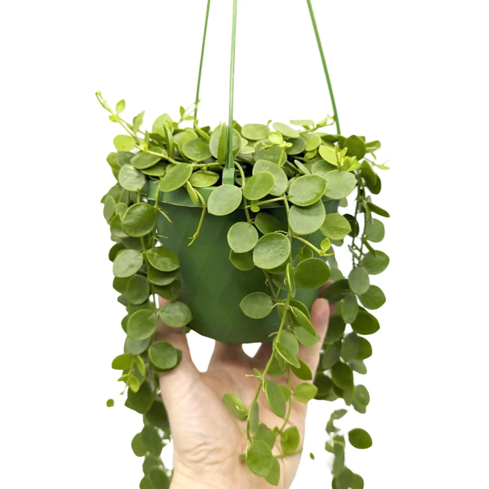 Dischidia nummularia Hanging Houseplant - String of Nickels_5_thumb