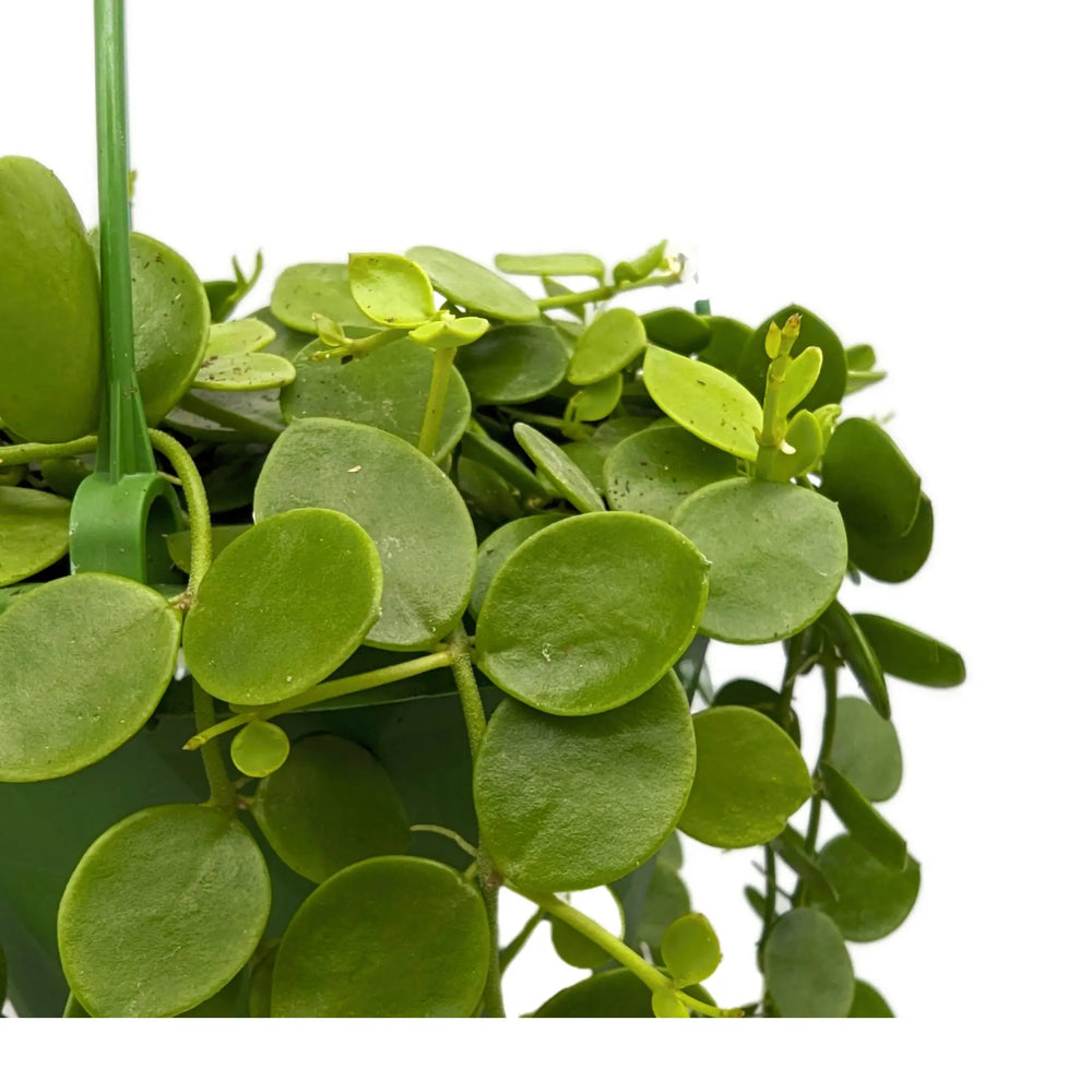 Dischidia nummularia Hanging Houseplant - String of Nickels_2_thumb