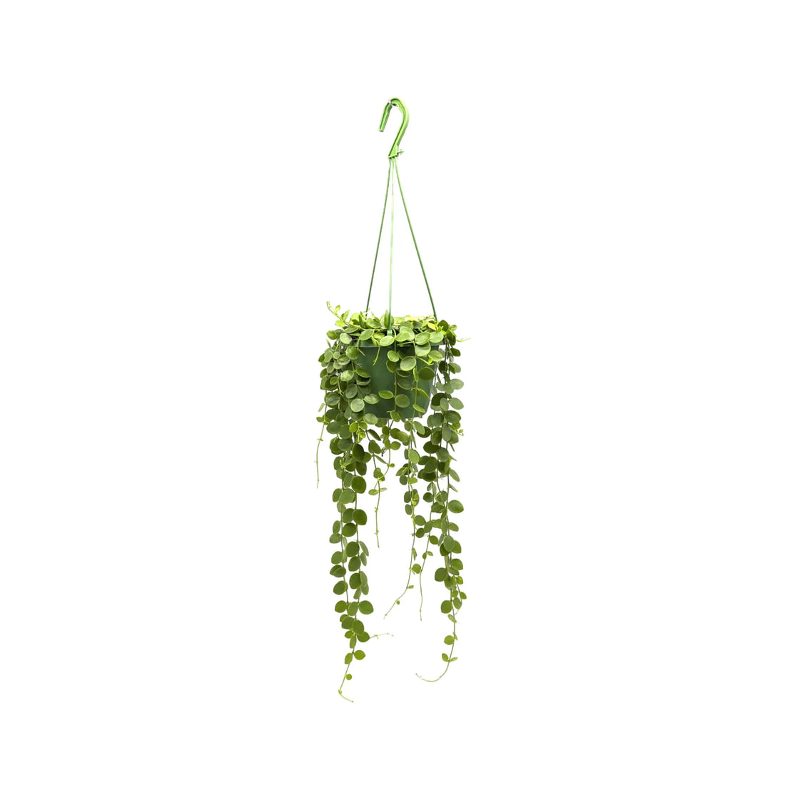 Dischidia nummularia Hanging House Plant - String of Nickels Leaf Culture