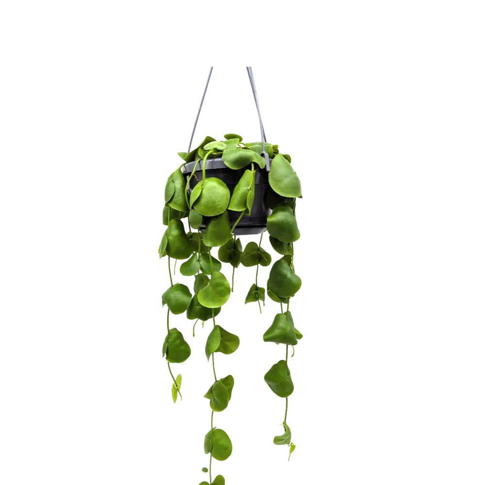 Dischidia pectenoides | Shark’s Tooth Vine_1_main