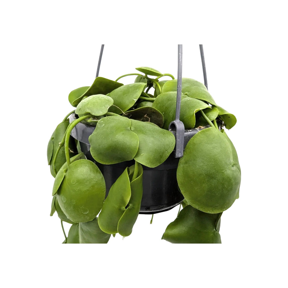 Dischidia pectenoides | Shark’s Tooth Vine_2_main