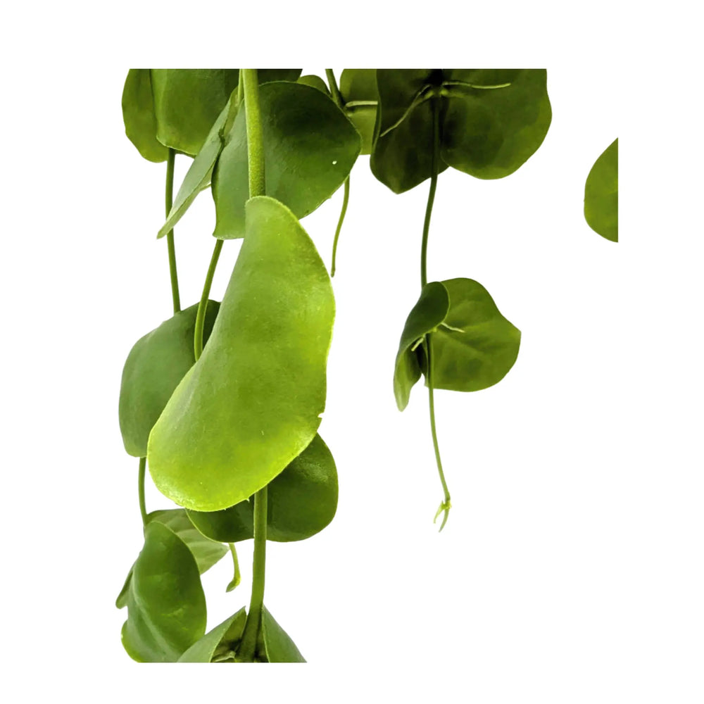 Dischidia pectenoides | Shark’s Tooth Vine_3_main