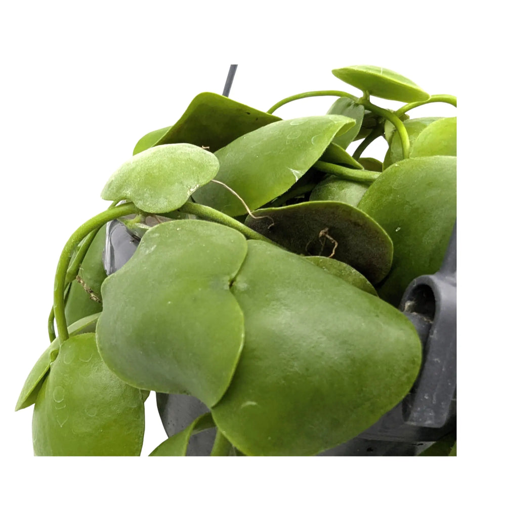 Dischidia pectenoides | Shark’s Tooth Vine_4_main