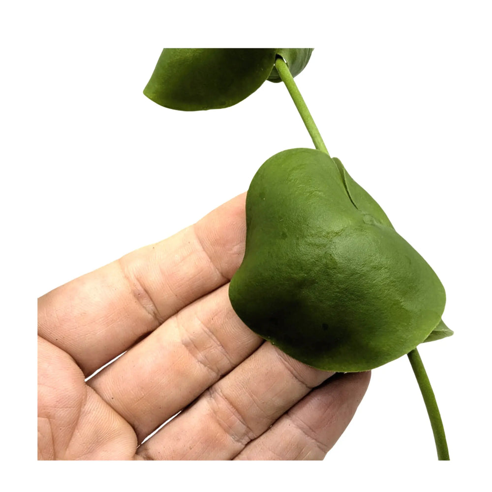 Dischidia pectenoides | Shark’s Tooth Vine_5_main