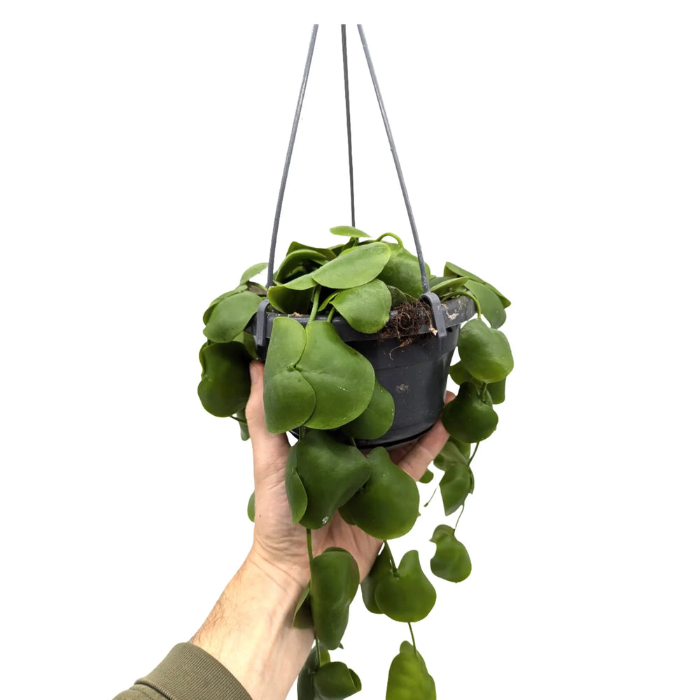 Dischidia pectenoides | Shark’s Tooth Vine_7_main