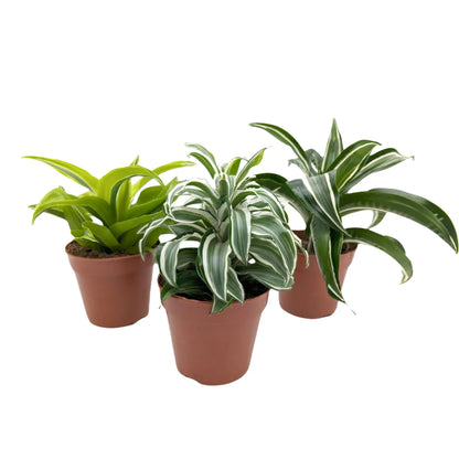 Dracaena Kopstek Variety - Dragon Plant Leaf Culture