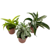 Dracaena Kopstek Variety - Dragon Plant Leaf Culture